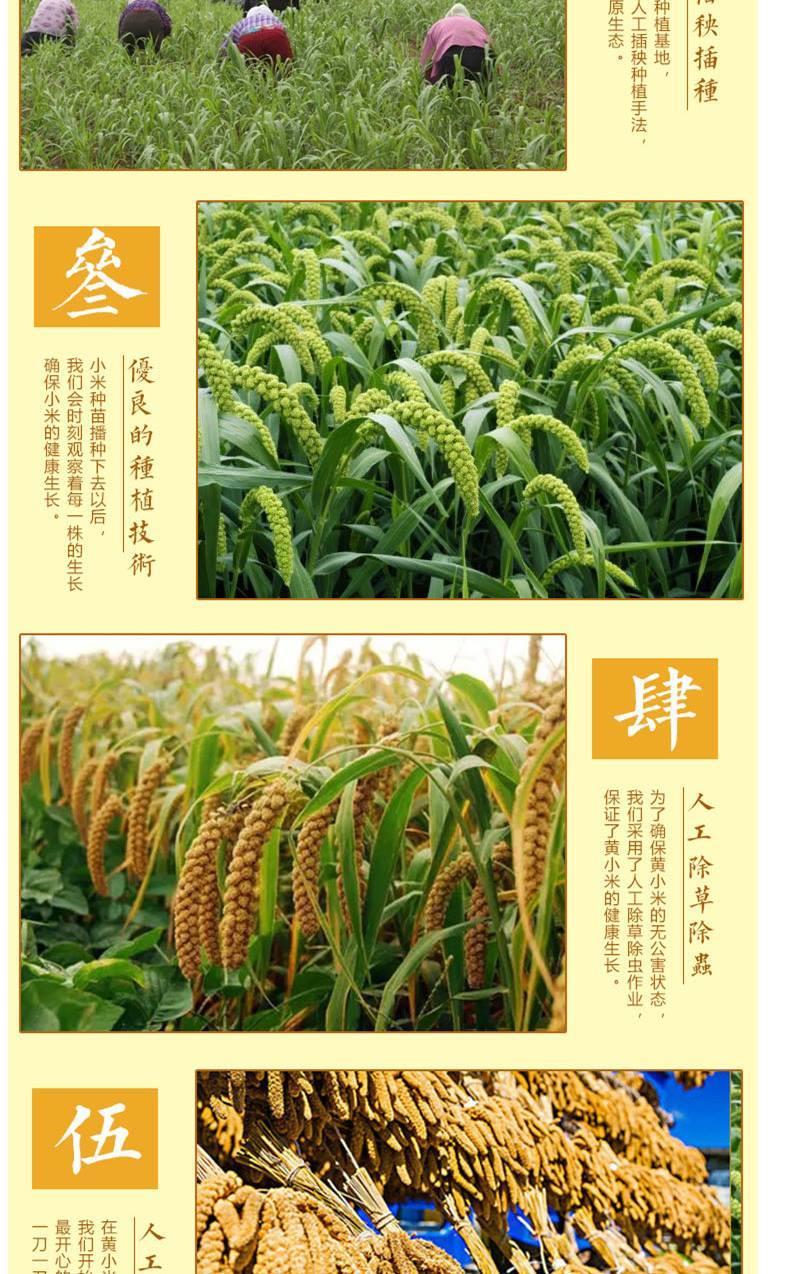 小米营养健康20斤/件18年新货【包邮】