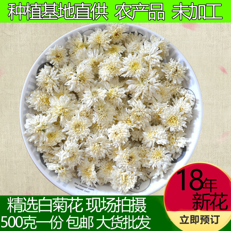白菊花茶品质上乘不打药【包邮】