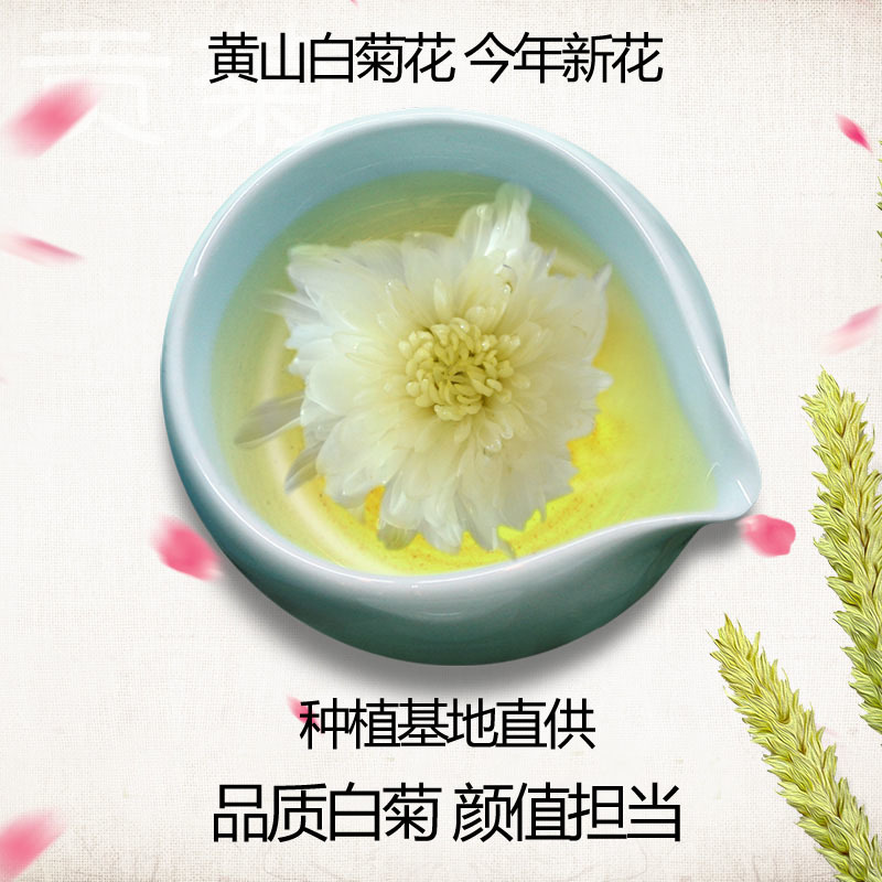 白菊花茶品质上乘不打药【包邮】