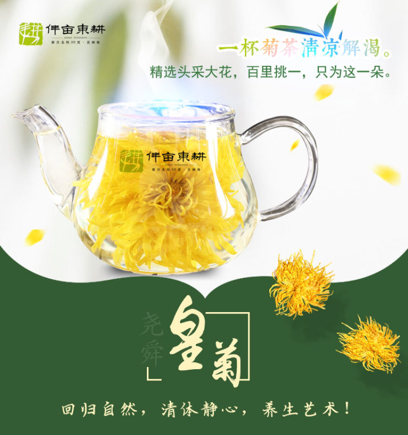 金丝皇菊茶去火佳品【包邮】