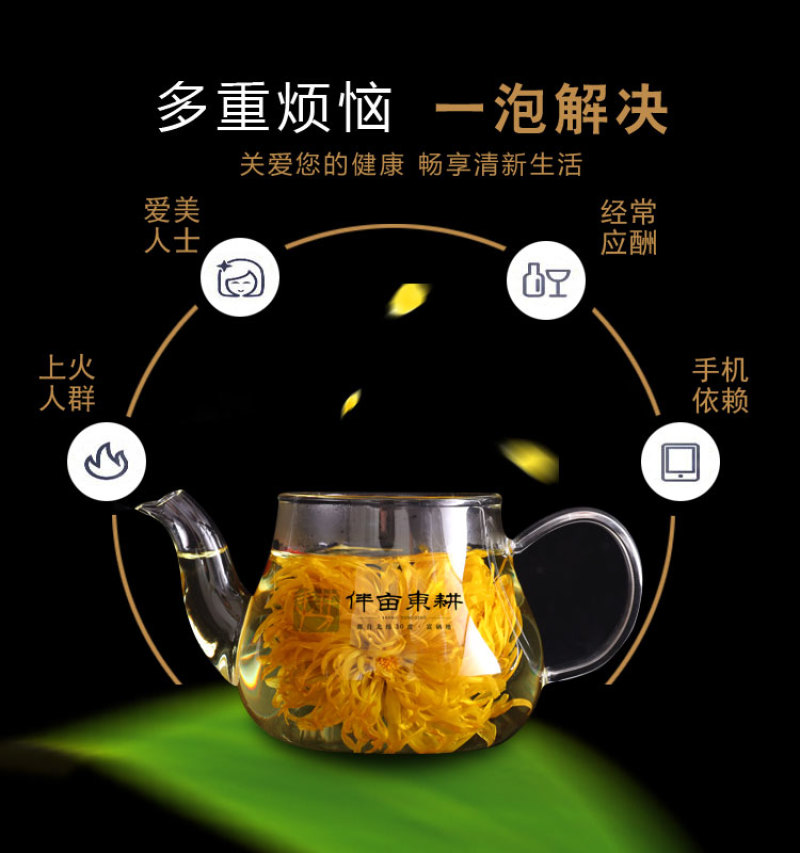 金丝皇菊茶去火佳品【包邮】