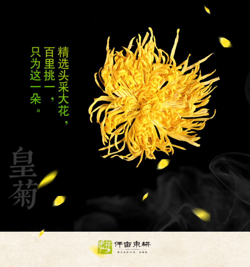 金丝皇菊茶去火佳品【包邮】