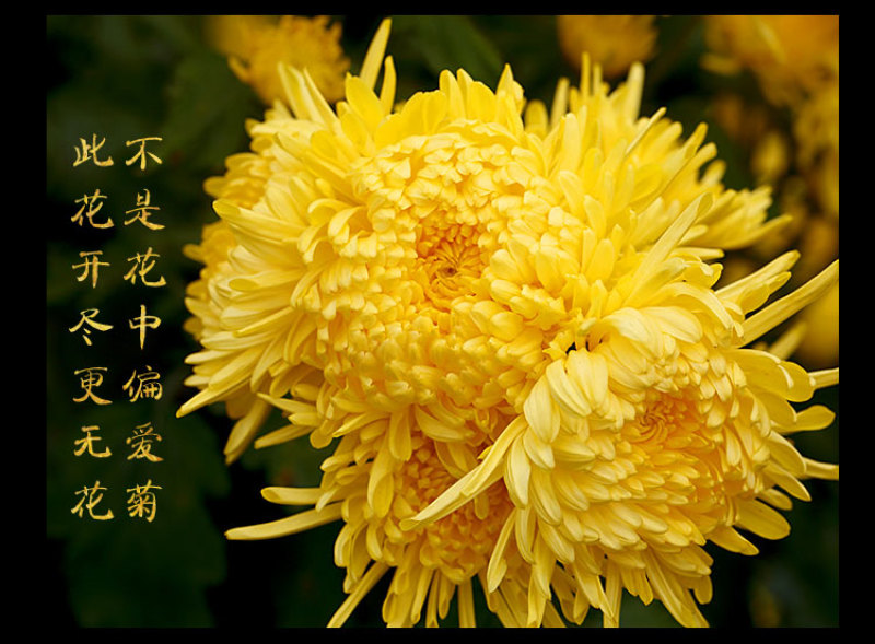 金丝皇菊茶去火佳品【包邮】