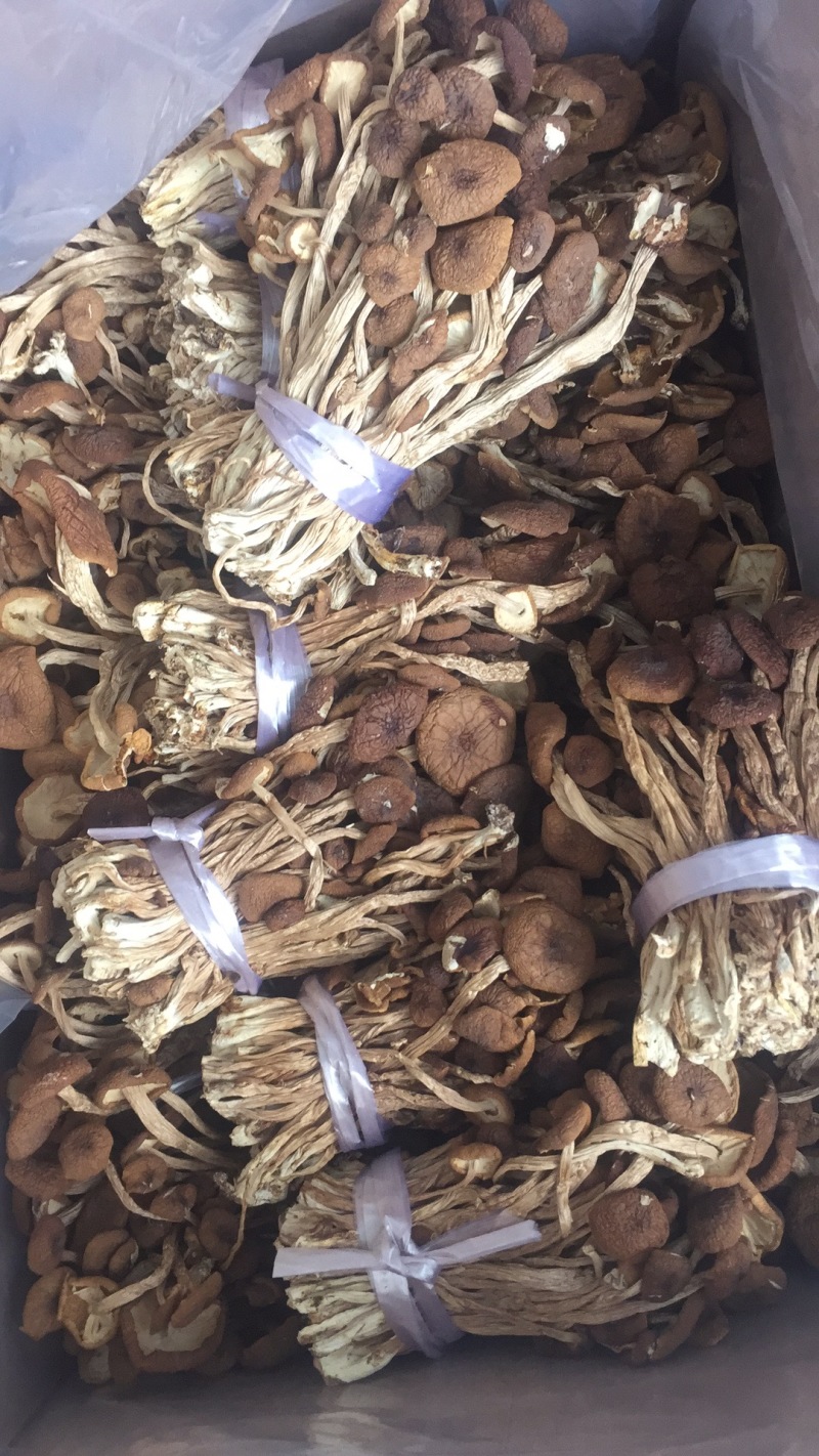 广昌特级茶树菇干货不开伞剪脚扎把产地直销食用菌批发