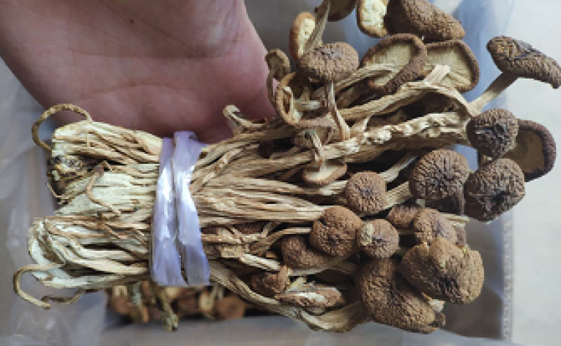 广昌特级茶树菇干货不开伞剪脚扎把产地直销食用菌批发