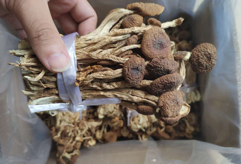 广昌特级茶树菇干货不开伞剪脚扎把产地直销食用菌批发
