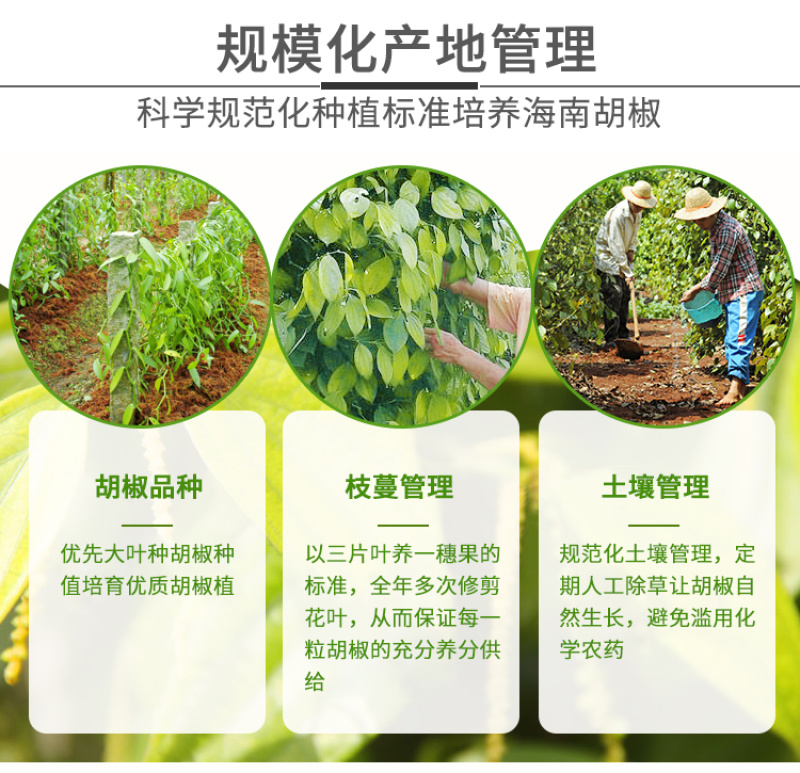 黑胡椒粒500g海南兴隆农家精选一级胡椒粉调料花椒特产