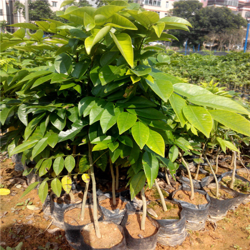 正宗海南黄花梨树苖降香黄檀黄花梨