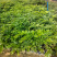正宗海南黄花梨树苖降香黄檀黄花梨