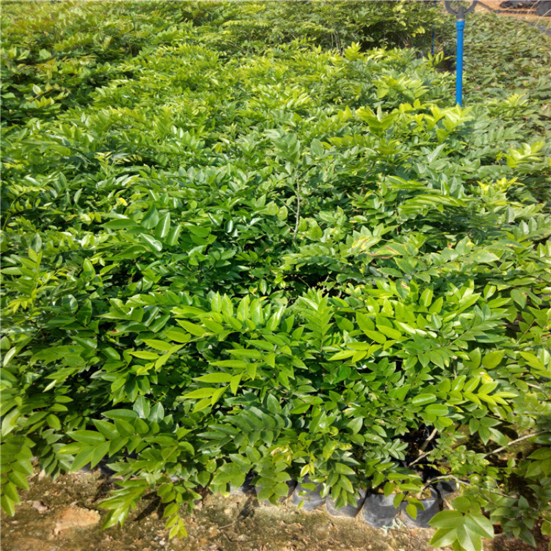正宗海南黄花梨树苖降香黄檀黄花梨