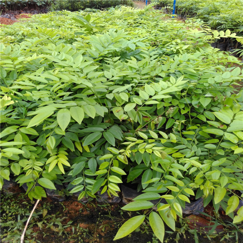 正宗海南黄花梨树苖降香黄檀黄花梨
