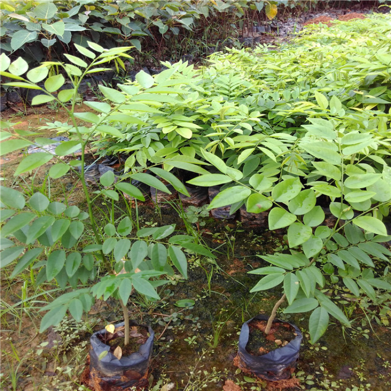 正宗海南黄花梨树苖降香黄檀黄花梨