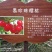 黑珍珠樱桃苗️乌皮樱桃树苗浙江嫁接樱桃苗南方种植