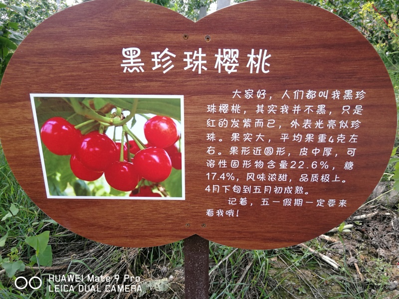 黑珍珠樱桃苗️乌皮樱桃树苗浙江嫁接樱桃苗南方种植