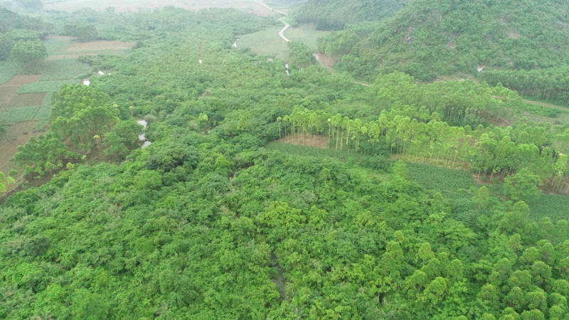 贵港覃塘区樟木镇240亩旱地出租
