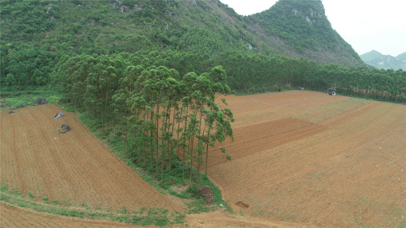 广西贵港覃塘区樟木镇400亩旱地出租