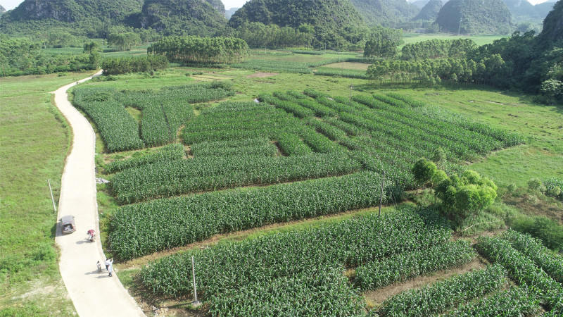 贵港樟木镇100亩适合种植果树的旱地出租