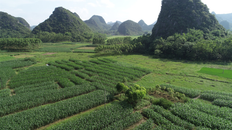 贵港樟木镇100亩适合种植果树的旱地出租