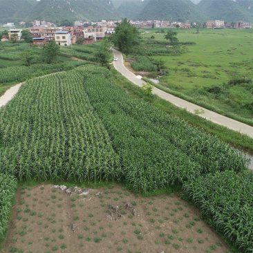 贵港覃塘区2000亩适合种植坚果的旱地出租