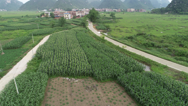贵港覃塘区2000亩适合种植坚果的旱地出租