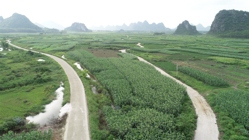 贵港覃塘区2000亩适合种植坚果的旱地出租