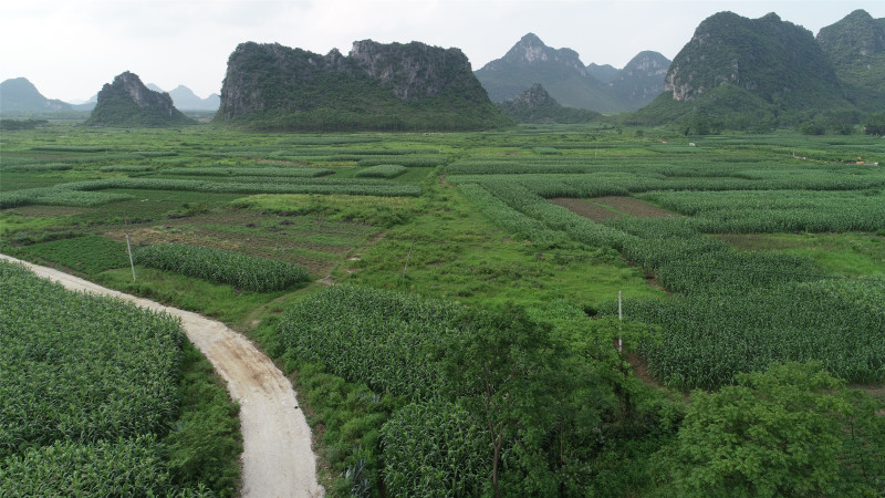 贵港覃塘区2000亩适合种植坚果的旱地出租