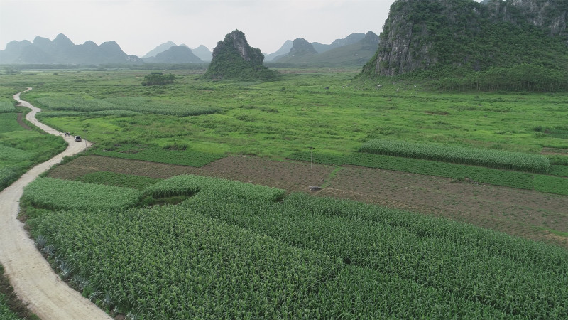 贵港覃塘区2000亩适合种植坚果的旱地出租
