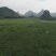 贵港覃塘区2000亩适合种植坚果的旱地出租