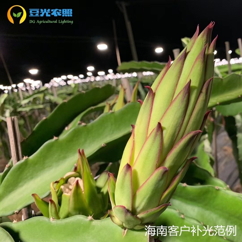 火龙果补光灯反季催花增产灯植物生长灯飞碟球泡灯