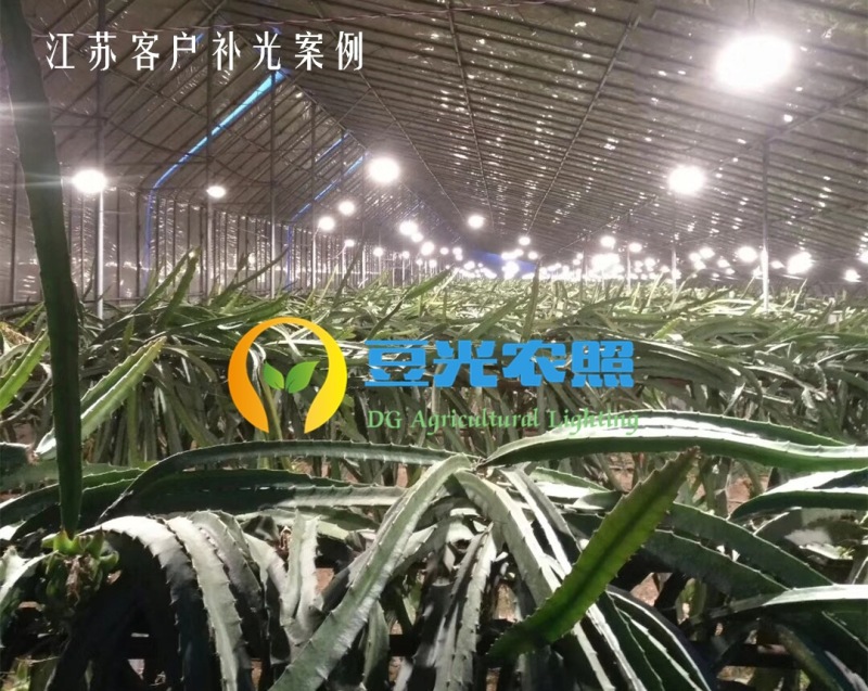 火龙果补光灯反季催花增产灯植物生长灯飞碟球泡灯