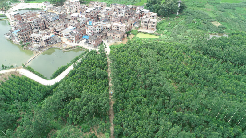 广西贵港黄练镇120亩旱地出租适合种植多种果树