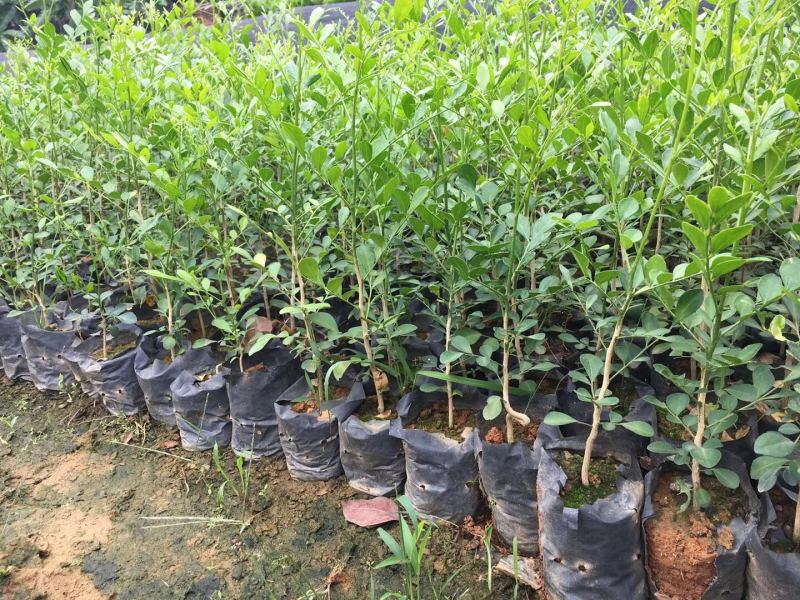 九里香树苗盆栽地栽四季常绿驱蚊绿植花卉小苗工程绿化袋苗