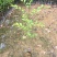 九里香树苗盆栽地栽四季常绿驱蚊绿植花卉小苗工程绿化袋苗