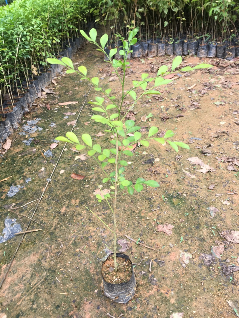 九里香树苗盆栽地栽四季常绿驱蚊绿植花卉小苗工程绿化袋苗