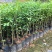 九里香树苗盆栽地栽四季常绿驱蚊绿植花卉小苗工程绿化袋苗