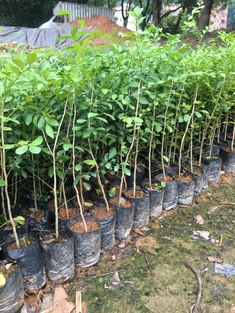 九里香树苗盆栽地栽四季常绿驱蚊绿植花卉小苗工程绿化袋苗