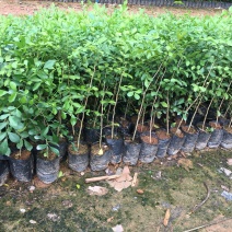 九里香树苗盆栽地栽四季常绿驱蚊绿植花卉小苗工程绿化袋苗