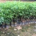 九里香树苗盆栽地栽四季常绿驱蚊绿植花卉小苗工程绿化袋苗