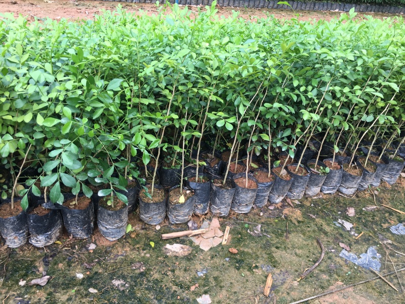 九里香树苗盆栽地栽四季常绿驱蚊绿植花卉小苗工程绿化袋苗