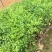 九里香树苗盆栽地栽四季常绿驱蚊绿植花卉小苗工程绿化袋苗
