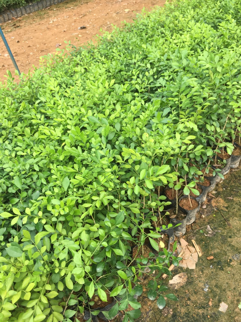 九里香树苗盆栽地栽四季常绿驱蚊绿植花卉小苗工程绿化袋苗