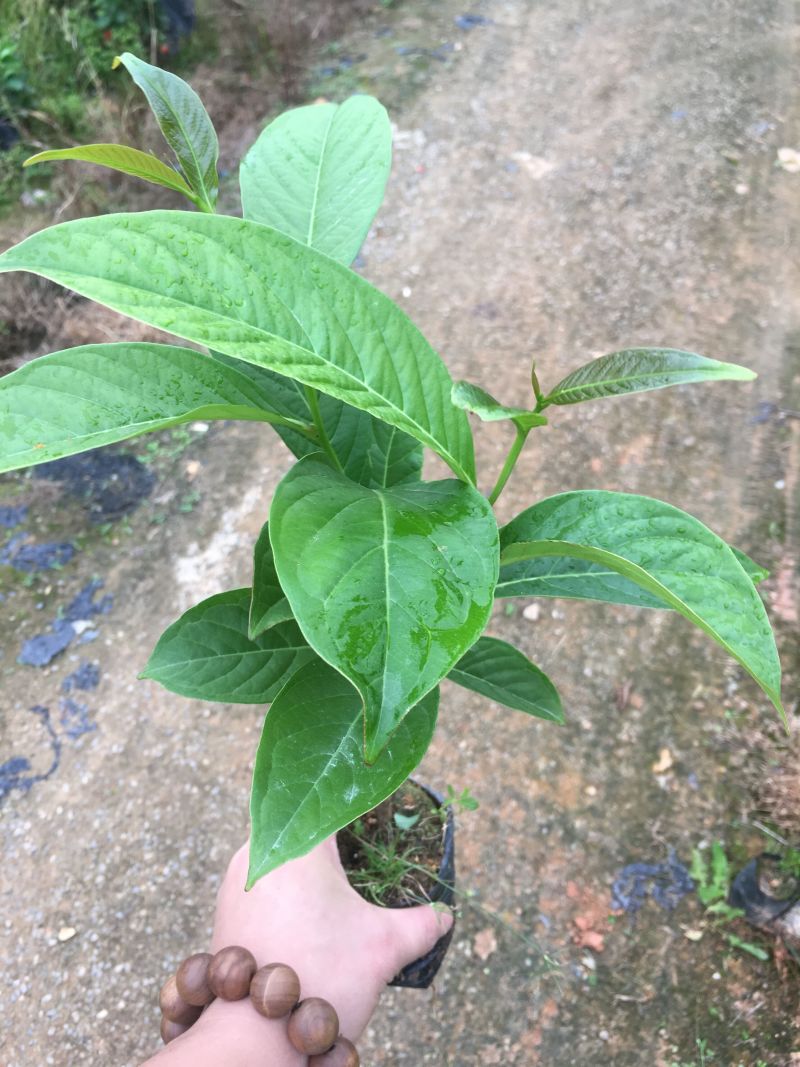 大叶紫薇树苗小苗袋苗粉色紫薇苗