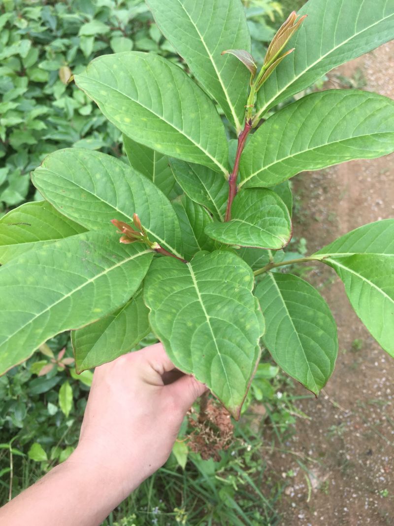 大叶紫薇树苗小苗袋苗粉色紫薇苗