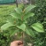 大叶紫薇树苗小苗袋苗粉色紫薇苗