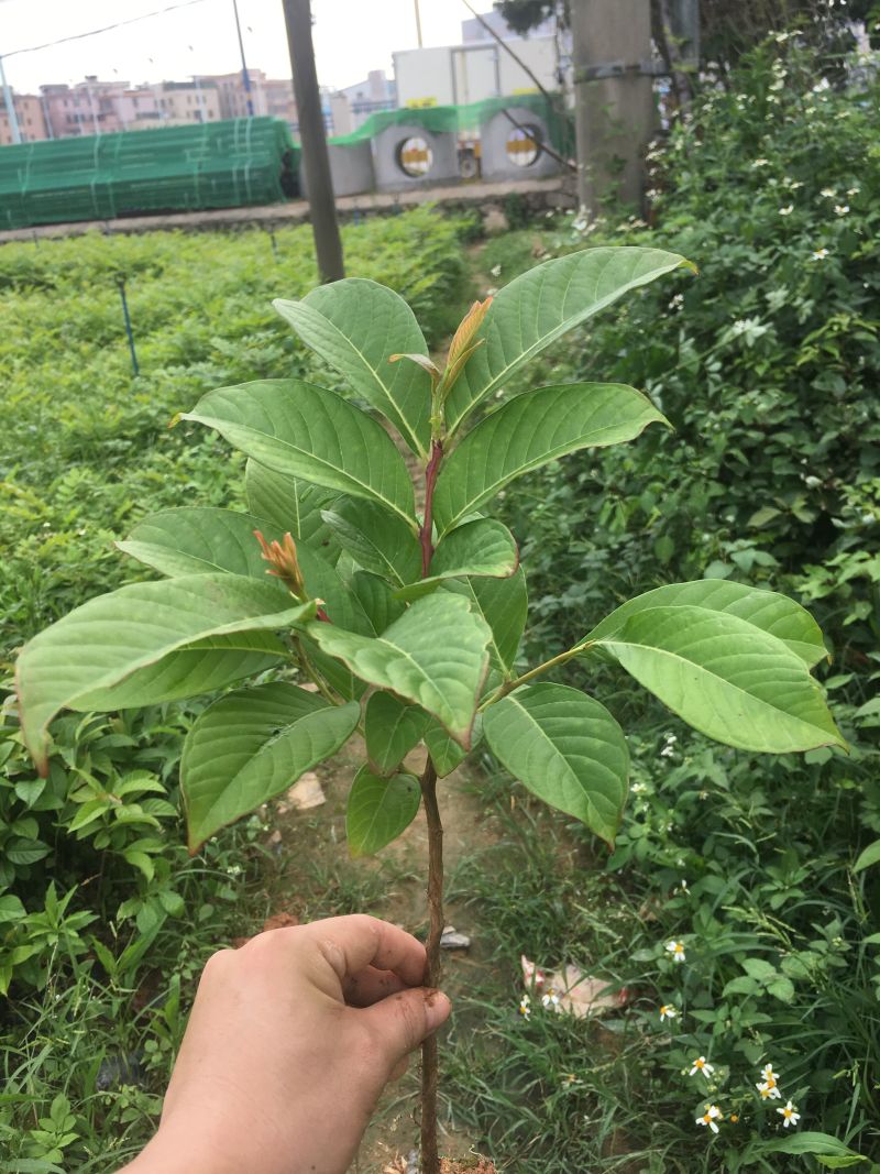 大叶紫薇树苗小苗袋苗粉色紫薇苗
