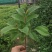 大叶紫薇树苗小苗袋苗粉色紫薇苗