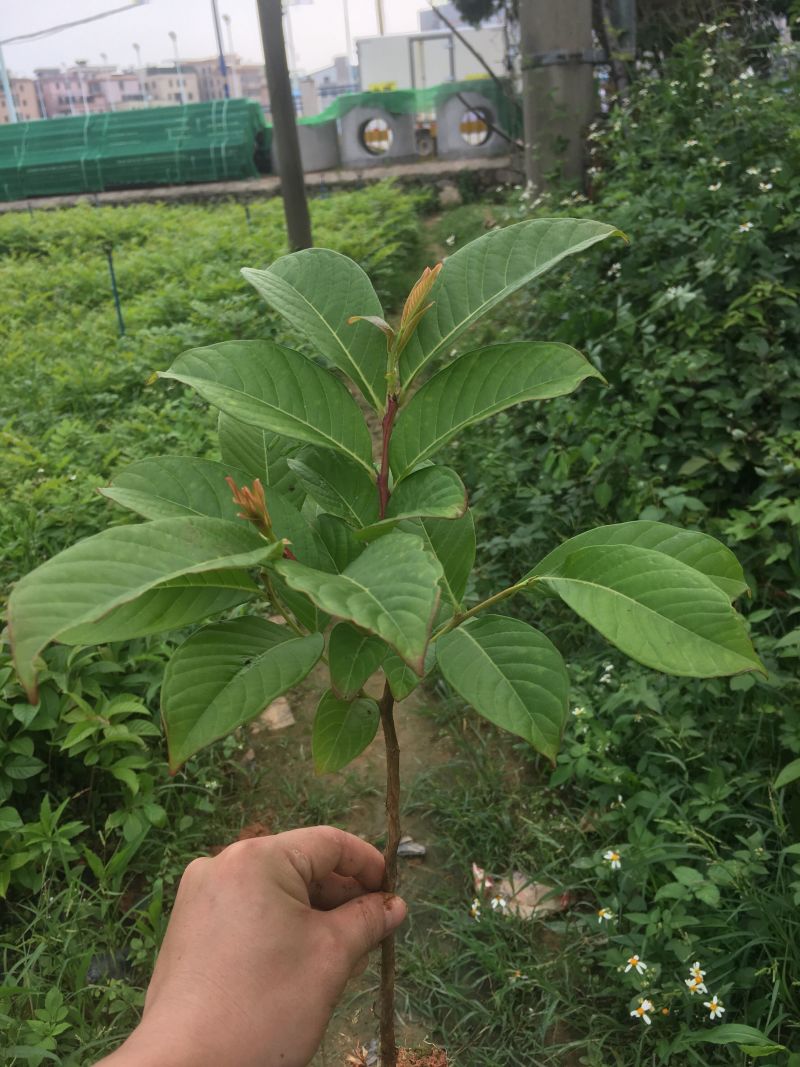 大叶紫薇树苗小苗袋苗粉色紫薇苗