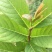 大叶紫薇树苗小苗袋苗粉色紫薇苗