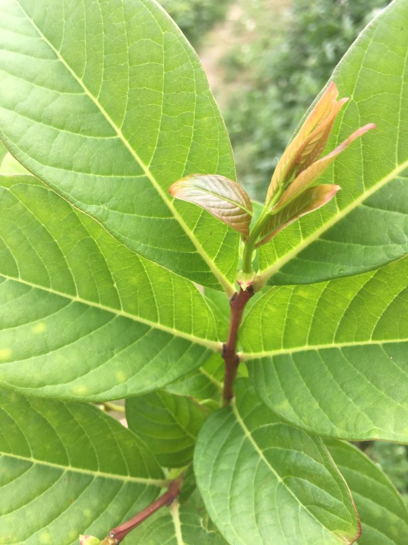 大叶紫薇树苗小苗袋苗粉色紫薇苗