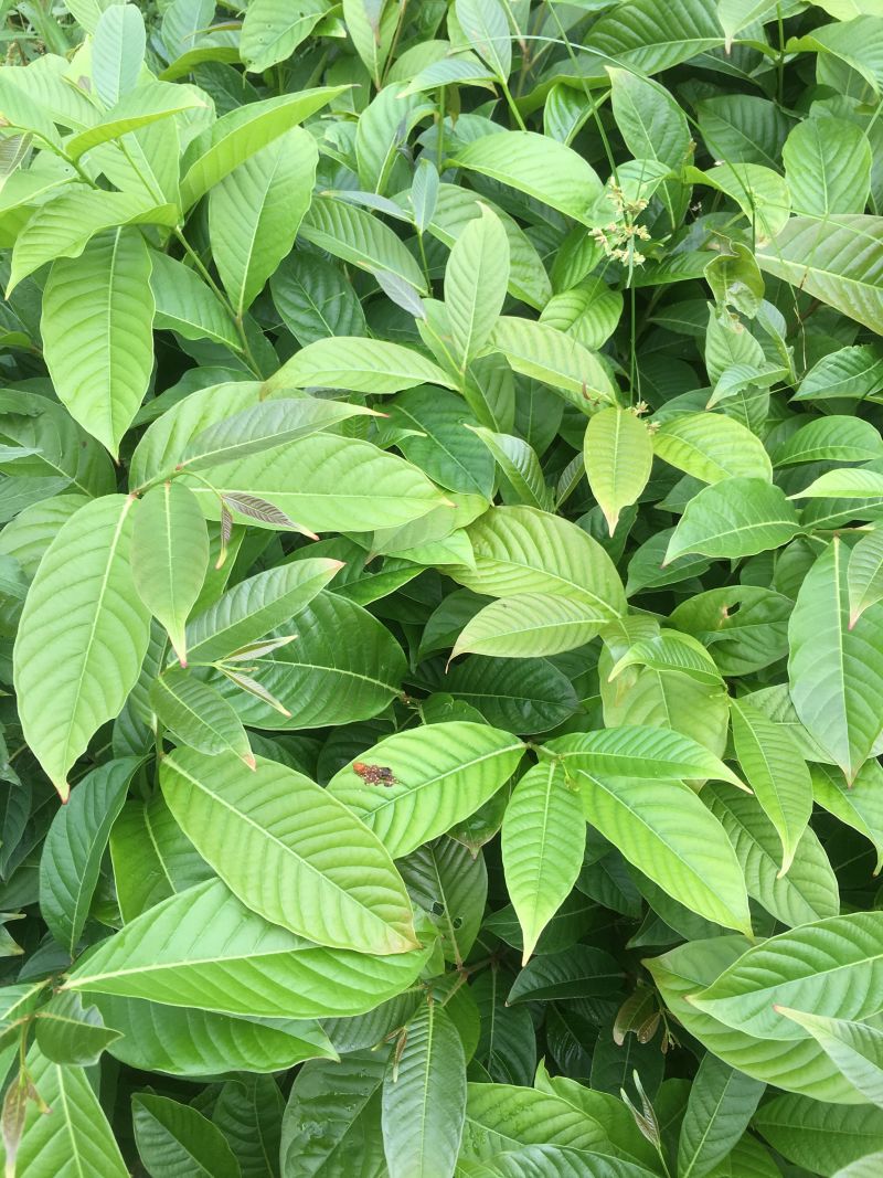 大叶紫薇树苗小苗袋苗粉色紫薇苗